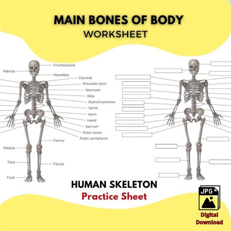Human Body Study Guide Answer Key