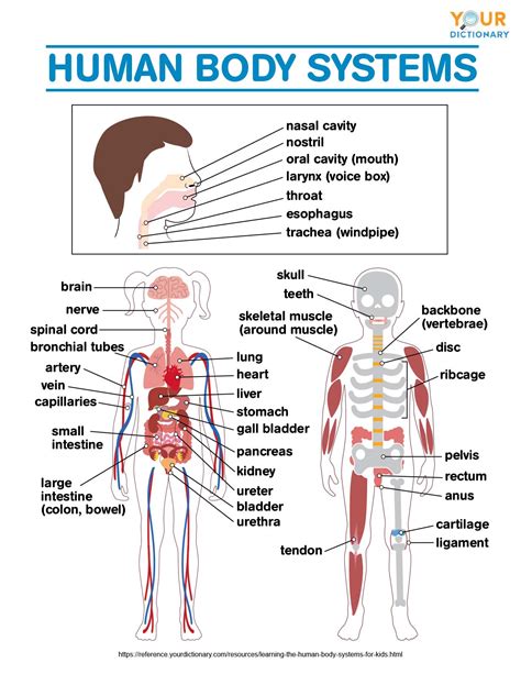 Human Body Systems For Kids Generation Genius 5th Grade Body Systems - 5th Grade Body Systems