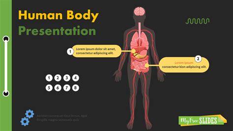 Human Body Systems Google Slides 5th Grade Body Systems - 5th Grade Body Systems