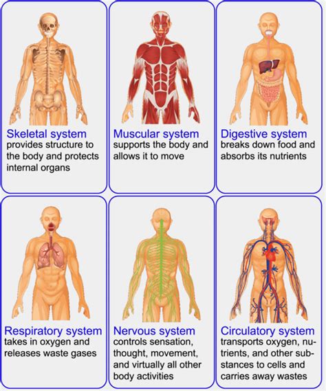 Human Body Systems Ms Montalbano X27 S 7th Human Body 7th Grade Science - Human Body 7th Grade Science