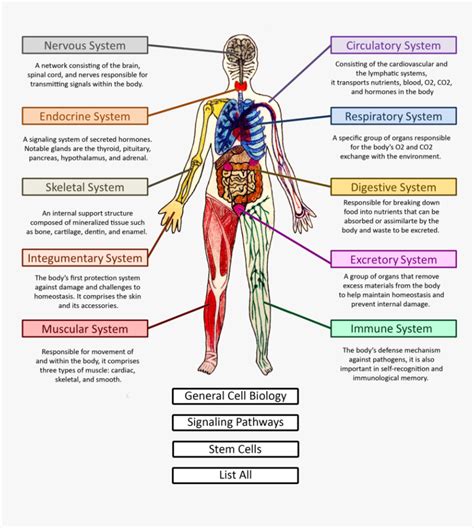 Human Body Systems Overview Anatomy Functions Kenhub Human Body With Labels - Human Body With Labels