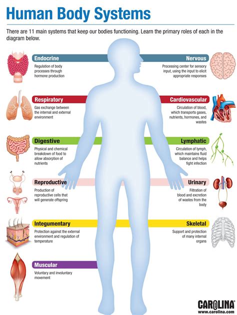 Human Body Systems Pdf