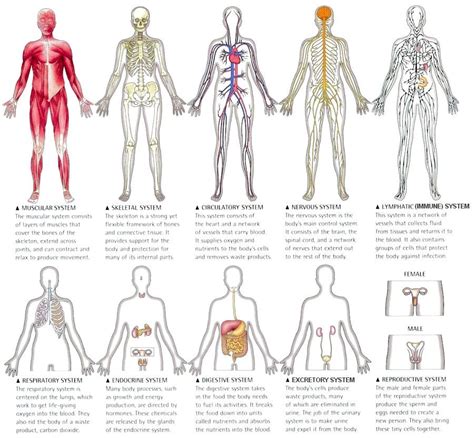 Human Body Systems Ultimate Guide 10 Worksheets For Respiratory System For Kids Worksheet - Respiratory System For Kids Worksheet