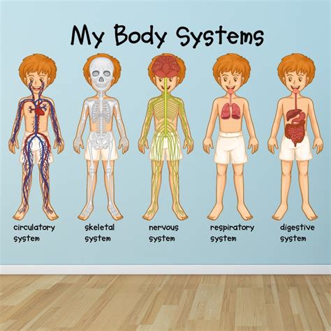 Human Body Systems Video For Kids 3rd 4th Human Body For 5th Grade - Human Body For 5th Grade