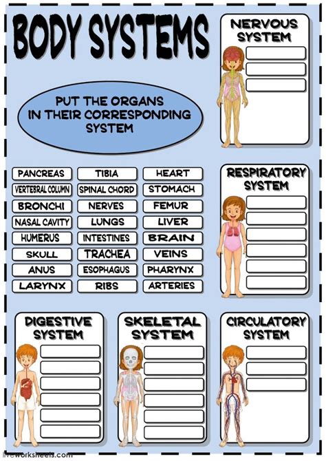 Human Body Systems Worksheets For 5th Grade Pdf Body Systems Chart Worksheet Answers - Body Systems Chart Worksheet Answers