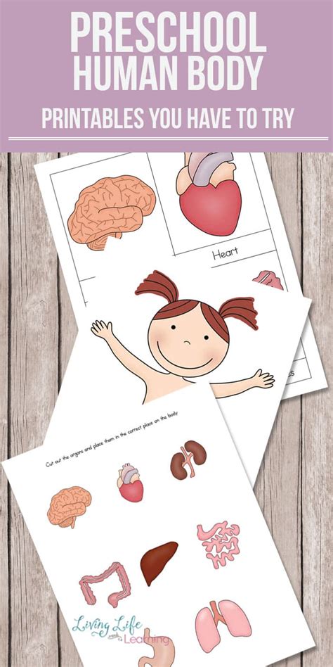 Human Body Themed Worksheets Free Printables The Happy The Human Body Worksheet - The Human Body Worksheet