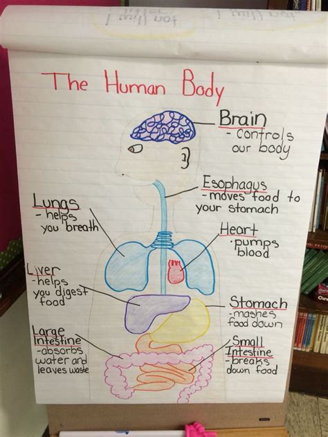 Human Body Unit Plan For 5th Grade Study 5th Grade Body Systems - 5th Grade Body Systems