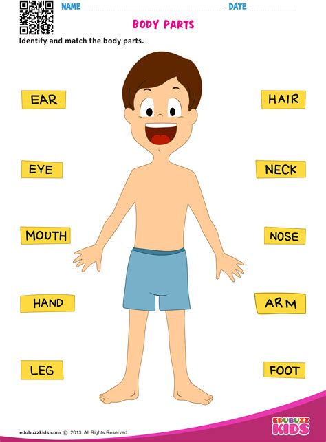 Human Body Worksheet For Kindergarten Askworksheet Human Body Basics Worksheet - Human Body Basics Worksheet