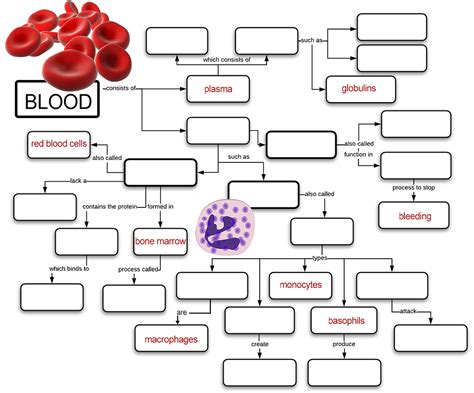 Human Body Worksheets Blood Concept Map Worksheet Answers - Blood Concept Map Worksheet Answers