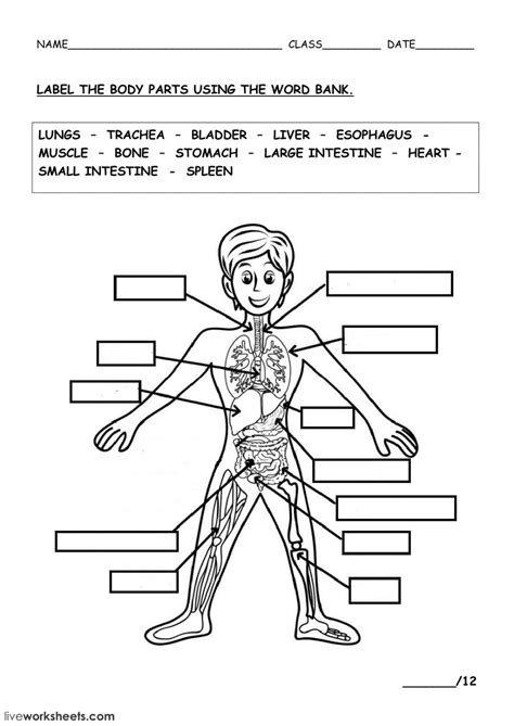 Human Body Worksheets Body System Challenge Worksheet Answers - Body System Challenge Worksheet Answers