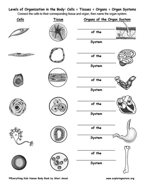 Human Body Worksheets Cells Tissues Organs And The Human Organs Worksheet - Human Organs Worksheet