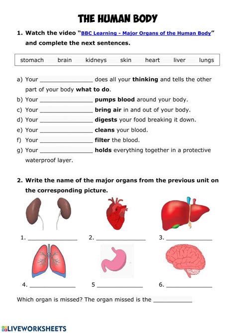 Human Body Worksheets Human Body Quizzes Human Body The Human Body Worksheet - The Human Body Worksheet