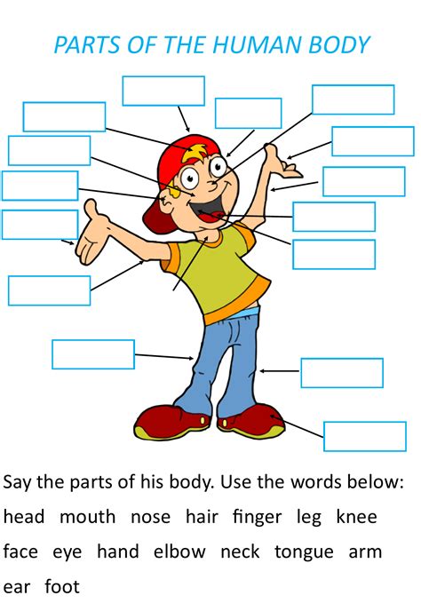 Human Body Worksheets Ks1 Ks3 Human Body Revision Human Body Basics Worksheet - Human Body Basics Worksheet