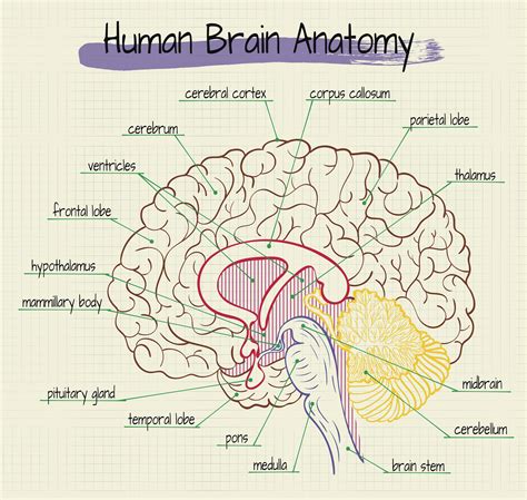 Human Brain Anatomy Basics Mdash Printable Worksheet Brain Lab Worksheet Answers - Brain Lab Worksheet Answers