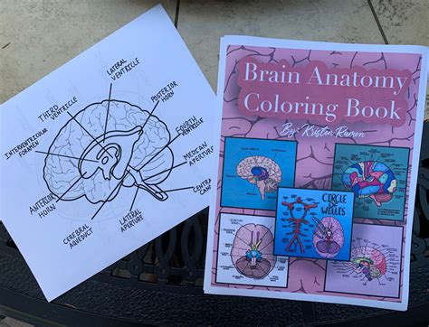 human brain coloring workbook coloring workbooks