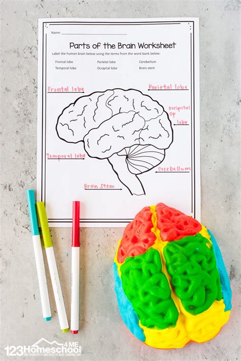 Human Brain Worksheets Superstar Worksheets Right Brain Math Worksheets - Right Brain Math Worksheets