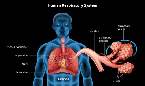 human breathing system