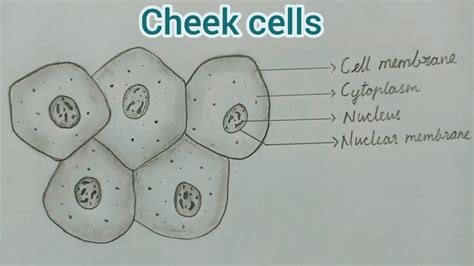 Human Cheek Cell