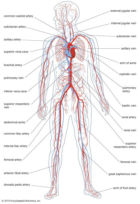 Human Circulatory System Organs Diagram And Its Functions The Circulatory System Worksheet Answer Key - The Circulatory System Worksheet Answer Key