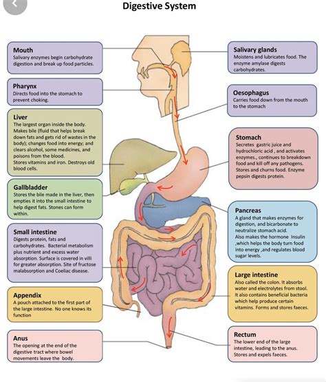 human digestive system Description, Pa…