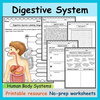 Human Digestive System Class 10