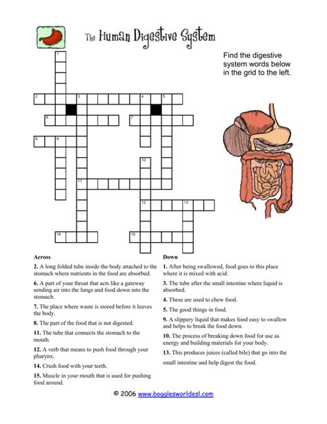 Human Digestive System Crossword Answer Key