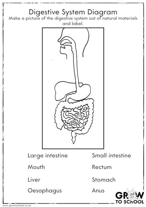 Human Digestive System Diagram Worksheets 99worksheets Digestive System Diagram Printable - Digestive System Diagram Printable