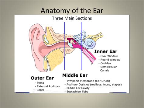 Human Ear Anatomy Parts Amp Structure Quiz Amp Human Ear Worksheet - Human Ear Worksheet