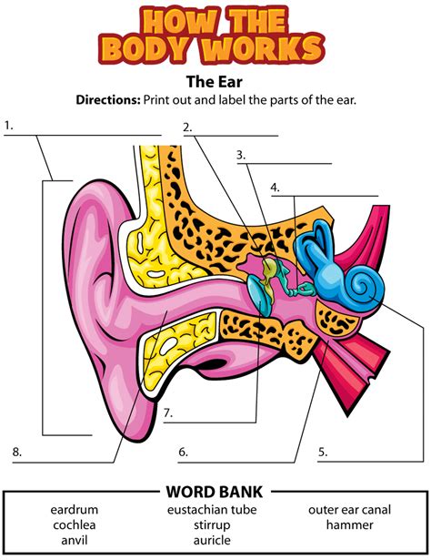 Human Ear Anatomy Worksheet Ask A Biologist Human Ear Worksheet - Human Ear Worksheet