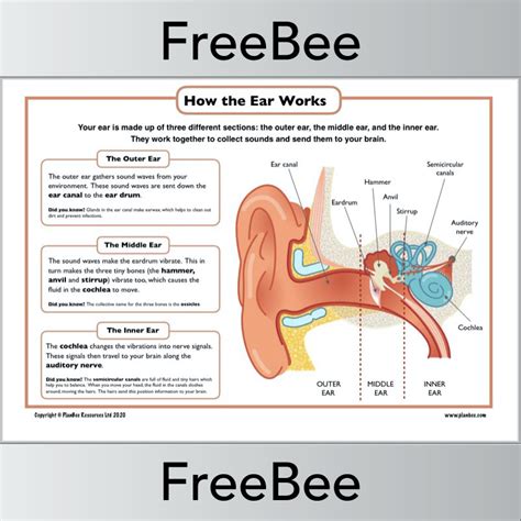 Human Ear Free Pdf Download Learn Bright Human Ear Worksheet - Human Ear Worksheet