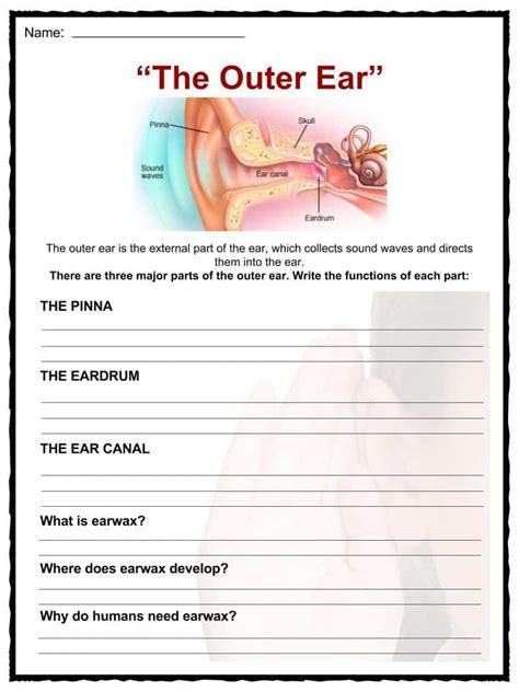 Human Ear Worksheets For Kids Teacher Made Twinkl Human Ear Worksheet - Human Ear Worksheet