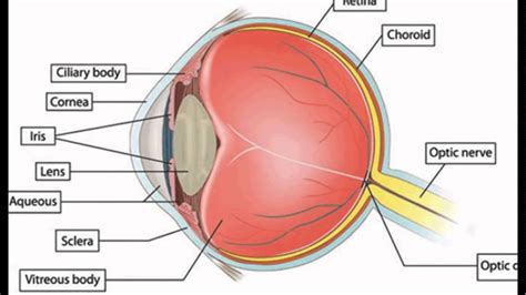 Human Eye Anatomy Quiz Diagram Labeling Eye Diagram For Kids - Eye Diagram For Kids