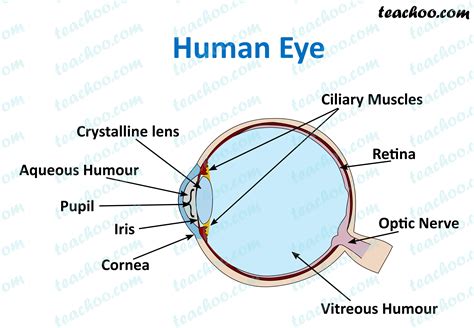 Human Eye Class 10 Notes