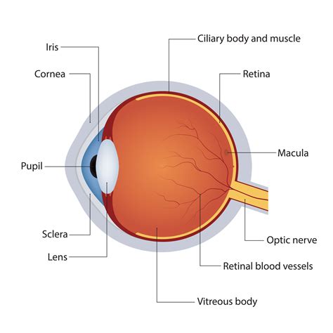 Human Eye Diagram How The Eye Work 15 Eye Diagram For Kids - Eye Diagram For Kids