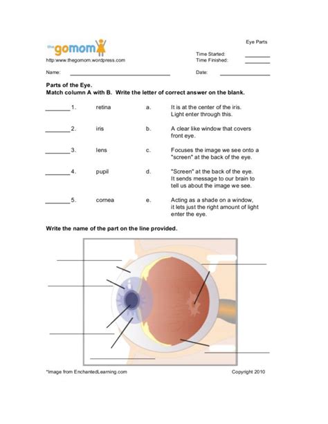 Human Eye Free Pdf Download Learn Bright Human Eye Worksheet - Human Eye Worksheet