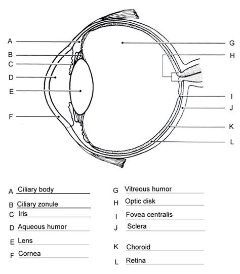Human Eye Worksheet Ask A Biologist Labeling The Eye Worksheet - Labeling The Eye Worksheet