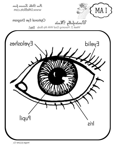 Human Eye Worksheet Free Printables Worksheet The Eye Worksheet - The Eye Worksheet