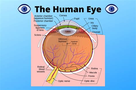 Human Eyes Intended For The Eye And Vision Human Eye Worksheet - Human Eye Worksheet
