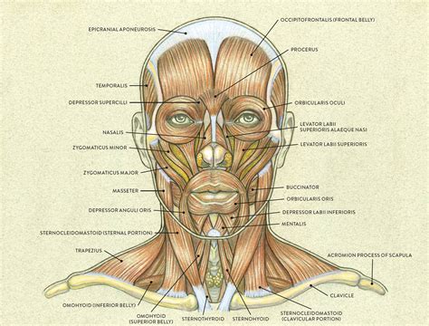 human face anatomy