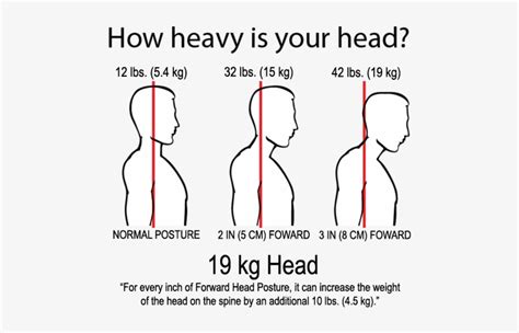 Human Head Weight Kg