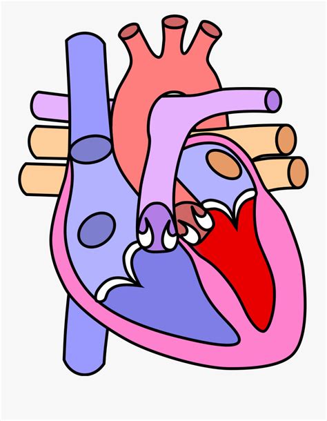 Human Heart Diagram Without Labels Labelling Worksheet Twinkl Label The Heart Worksheet Answers - Label The Heart Worksheet Answers