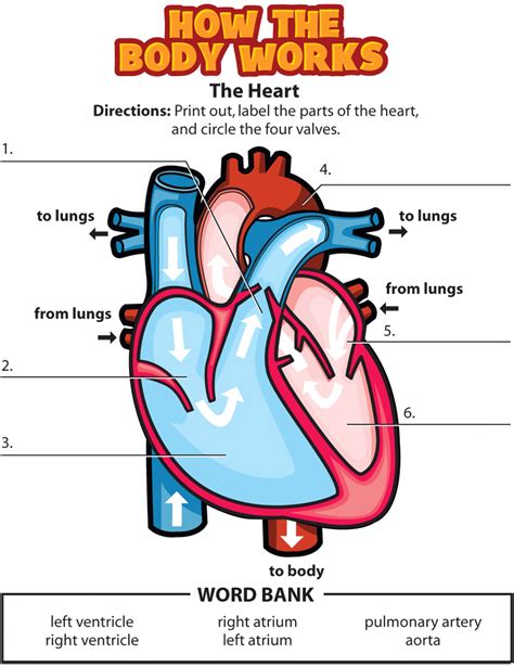 Human Heart For Kids 2 Fun Heart Models Heart Worksheets For Preschool - Heart Worksheets For Preschool