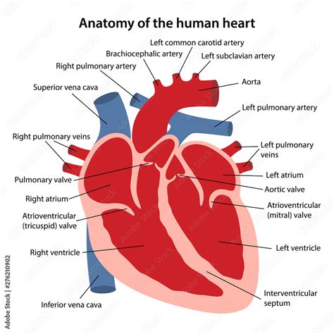 Human Heart Label The Diagram 1 Worksheet Liveworksheets Label Heart Diagram Worksheet - Label Heart Diagram Worksheet