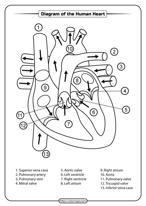 Human Heart Printable Worksheet Amp Coloring Page Home Heart Diagram Worksheet Blank - Heart Diagram Worksheet Blank