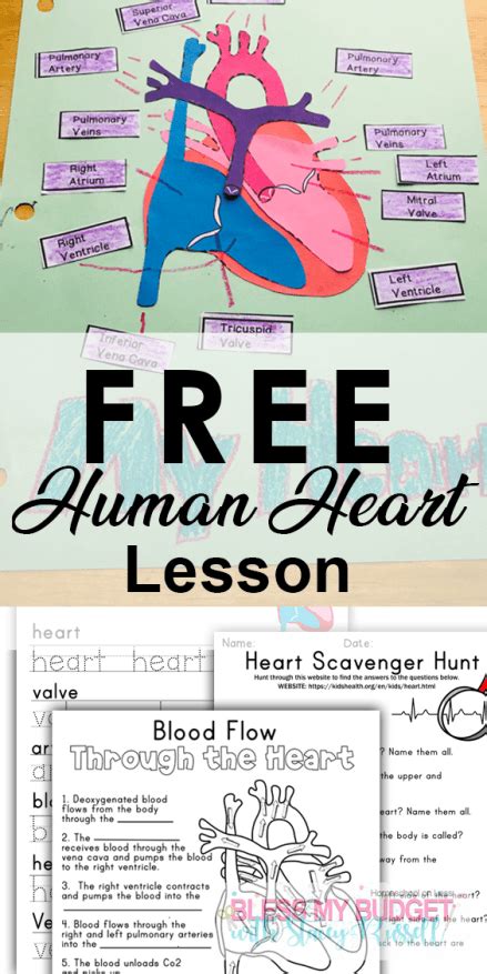 Human Heart Worksheets Easy Lesson Plan Bless My Heart Blood Flow Worksheet - Heart Blood Flow Worksheet