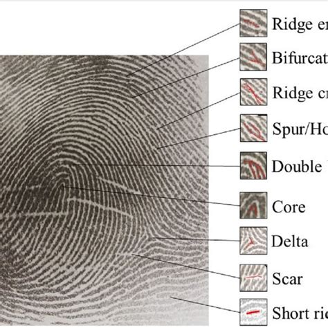 Human Identification And Fingerprints A Review Matching Fingerprints Worksheet - Matching Fingerprints Worksheet