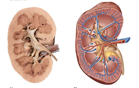Human Kidney Vs Sheep Kidney