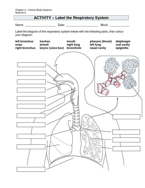 Human Lungs For 2nd Graders Worksheets Learny Kids Lung Worksheet 2nd Grade - Lung Worksheet 2nd Grade