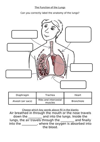 Human Lungs Worksheet Education Com Lung Worksheet 2nd Grade - Lung Worksheet 2nd Grade