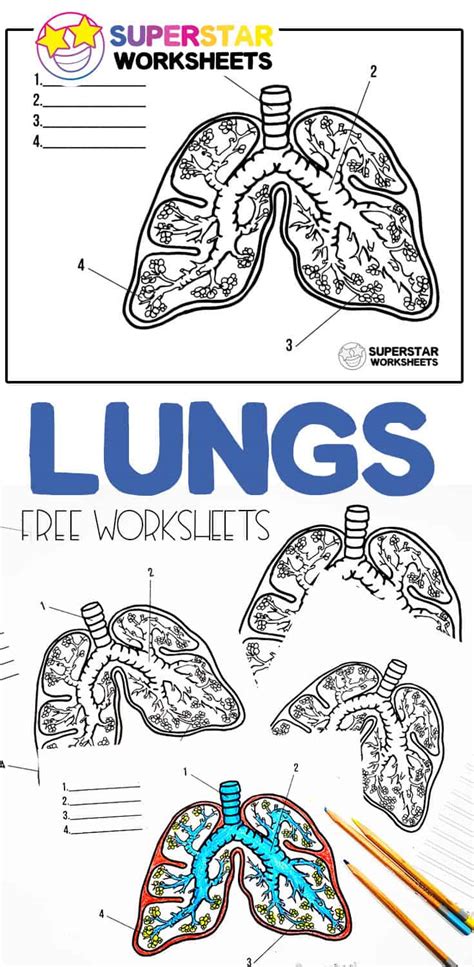 Human Lungs Worksheets 99worksheets Lungs Worksheet Kindergarten - Lungs Worksheet Kindergarten